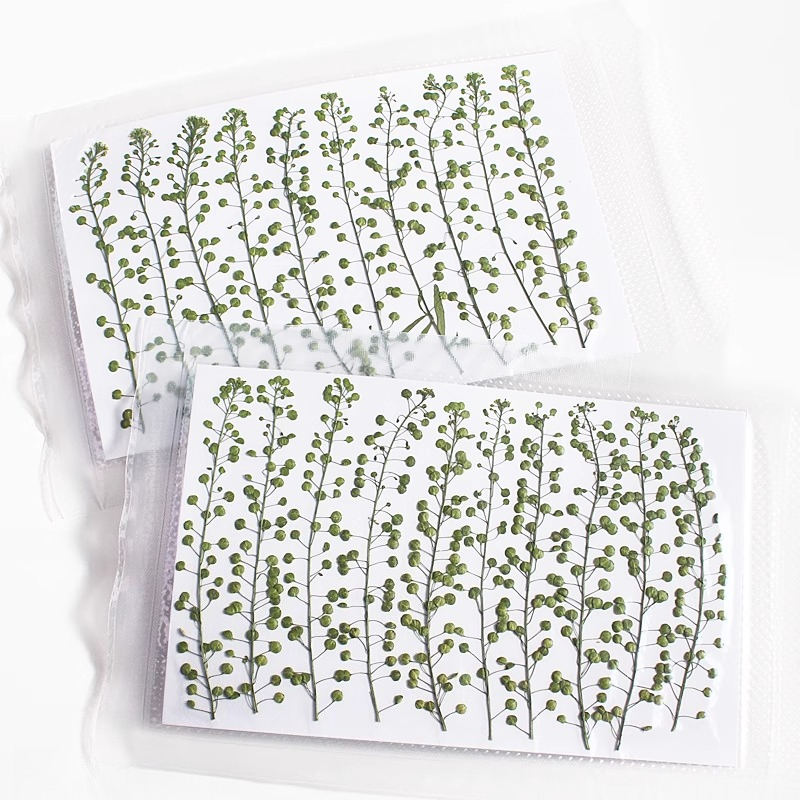 ดอกหญ้ากรีนเบลล์สีธรรมชาติ แห้ - Resin Craft Ideas บทวิจารณ์และราคา
