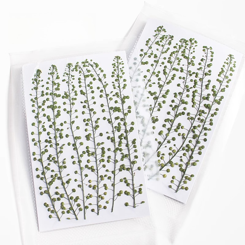 ดอกหญ้ากรีนเบลล์สีธรรมชาติ แห้ - Resin Craft Ideas บทวิจารณ์และราคา