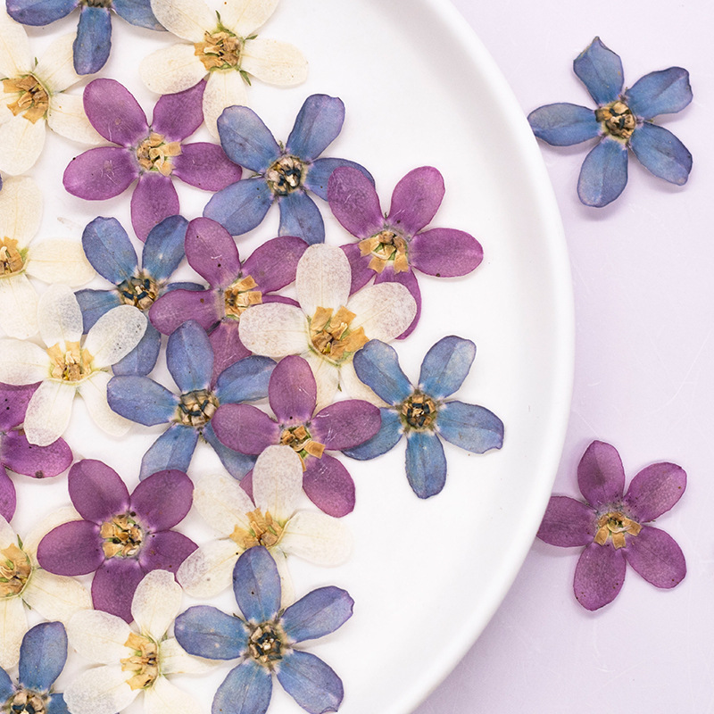 ดอกไม้แห้งสีฟ้าอัดรูปดาว 12 ชิ - Dried Flower Bulk บทวิจารณ์และราคา