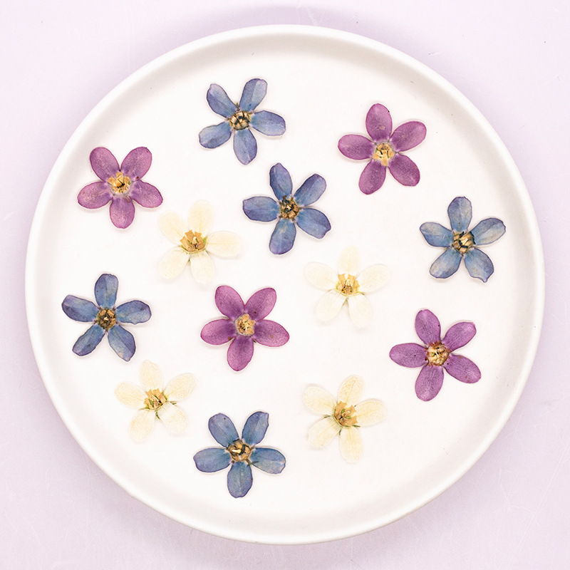 ดอกไม้แห้งสีฟ้าอัดรูปดาว 12 ชิ - Dried Flower Bulk บทวิจารณ์และราคา