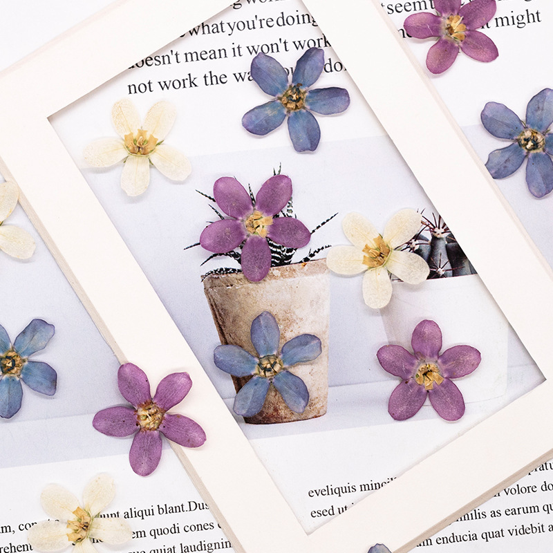 ดอกไม้แห้งสีฟ้าอัดรูปดาว 12 ชิ - Dried Flower Bulk บทวิจารณ์และราคา