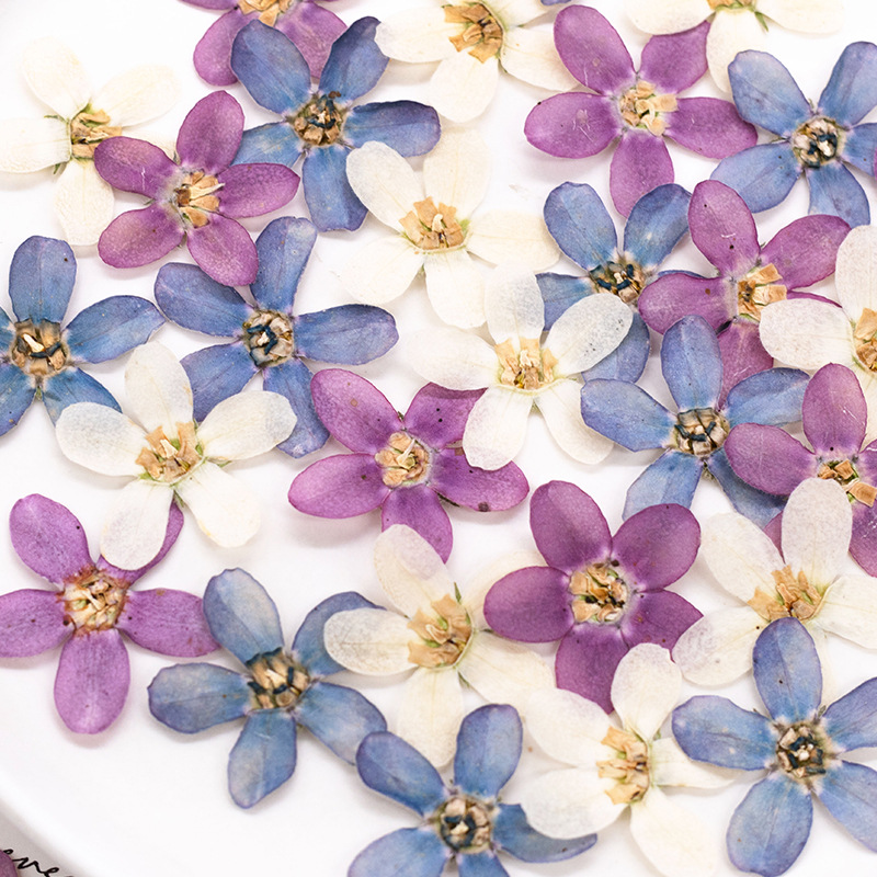 ดอกไม้แห้งสีฟ้าอัดรูปดาว 12 ชิ - Dried Flower Bulk บทวิจารณ์และราคา