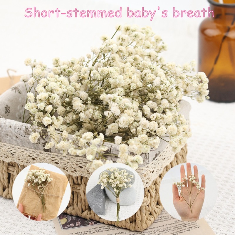 ดอกยิปโซฟิล่าแห้งธรรมชาติ 50 ช - Dried Flower Bulk บทวิจารณ์และราคา