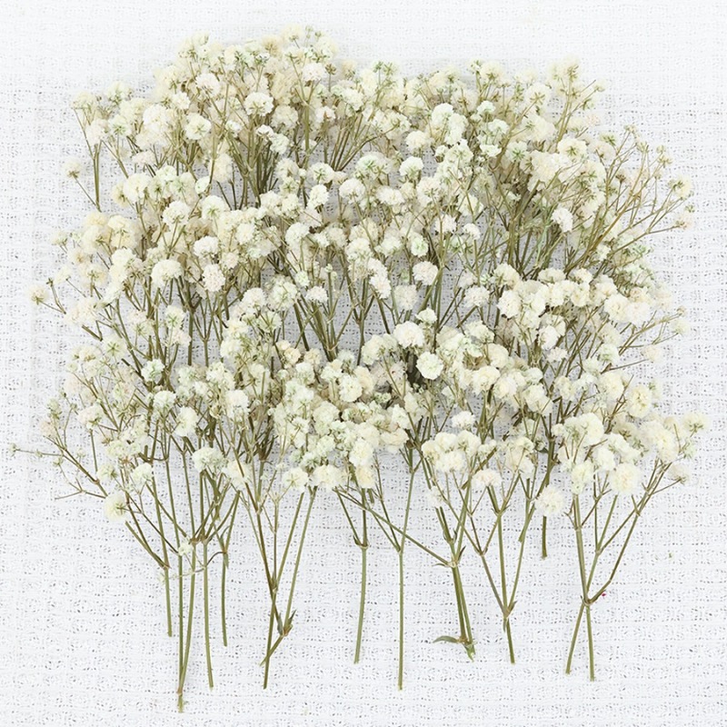 ดอกยิปโซฟิล่าแห้งธรรมชาติ 50 ช - Dried Flower Bulk บทวิจารณ์และราคา