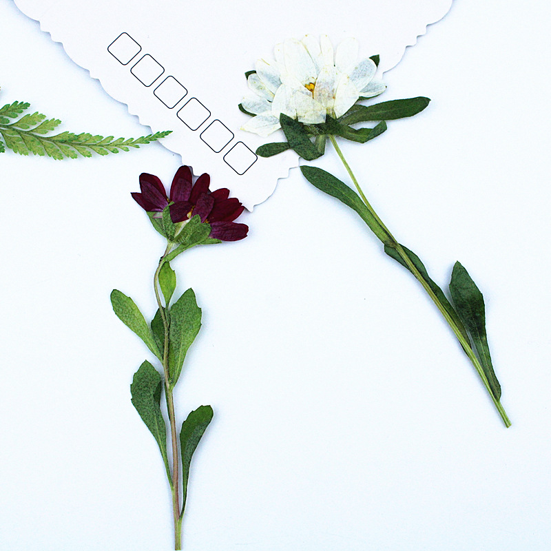 ดอกเบญจมาศแห้งอัดเม็ดขนาดเล็ก  - Resin Craft Supplies บทวิจารณ์และราคา